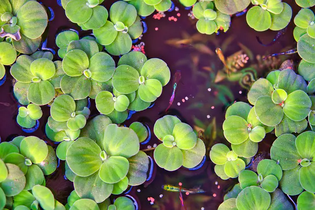 CLEAN DUCKWEED SOFT PLANT