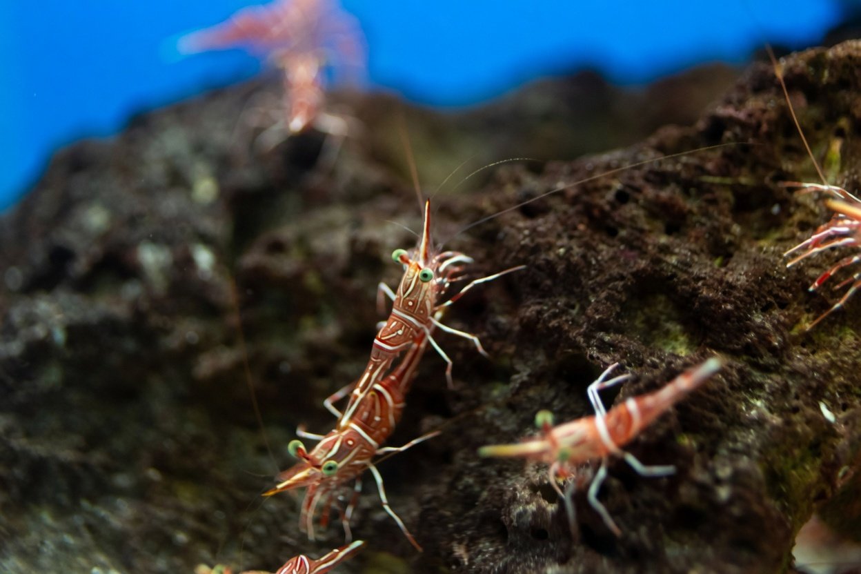 Freshwater shrimp grazing on a rock in an aquarium