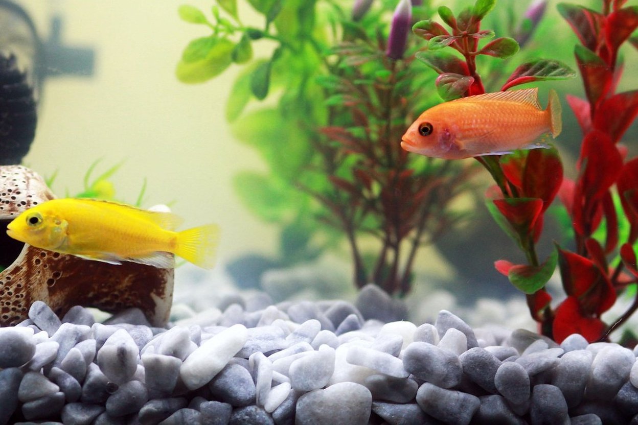 Two colorful cichlids swim among green and red plants in a gravel-lined aquarium.