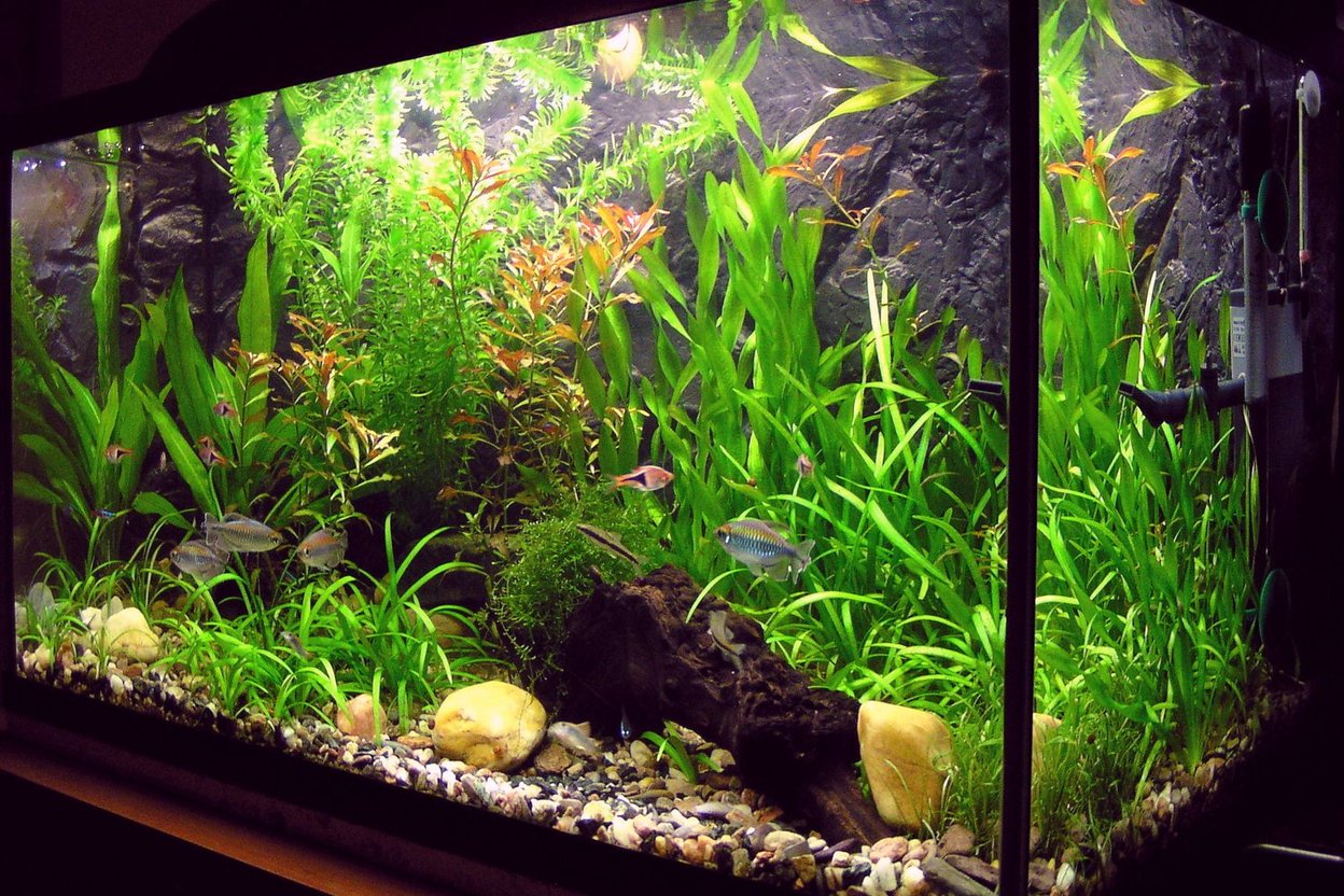 A planted freshwater aquarium lit from above, with green plants and small fish