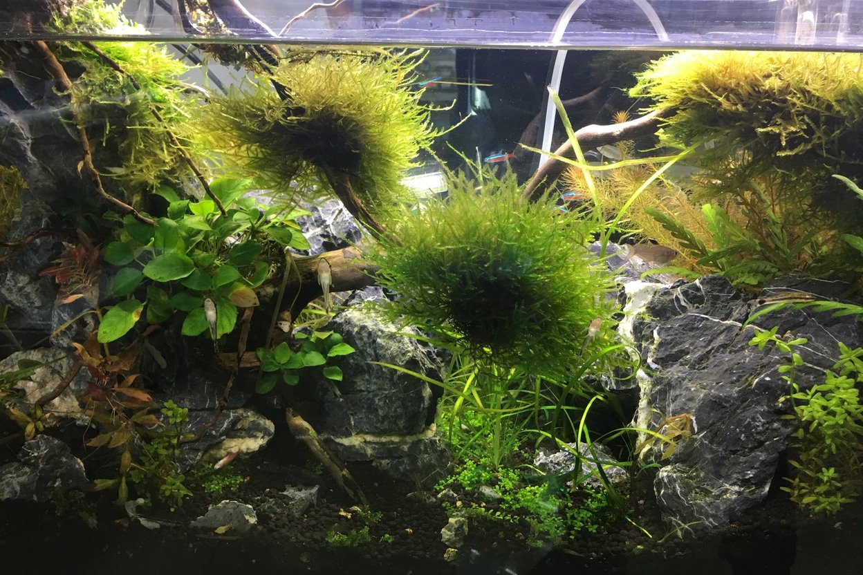 A planted freshwater aquarium with green plants, rocks and fish.