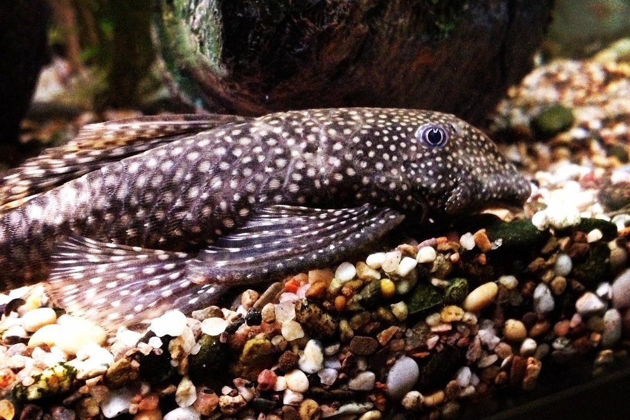 A bristlenose pleco resting on gravel in an aquarium