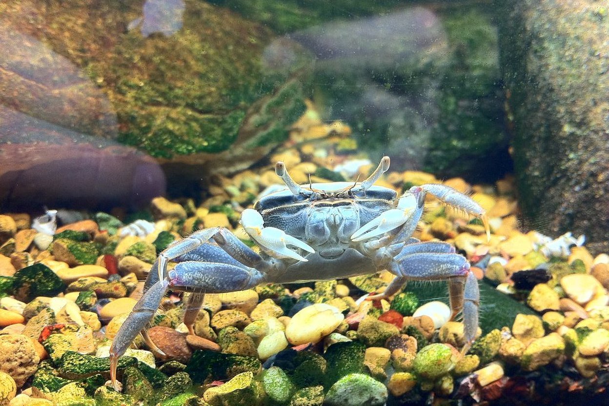 Close-up of a small freshwater crab beside a hollow orange pumpkin-shaped aquarium ornament with a round opening, in a planted tank.