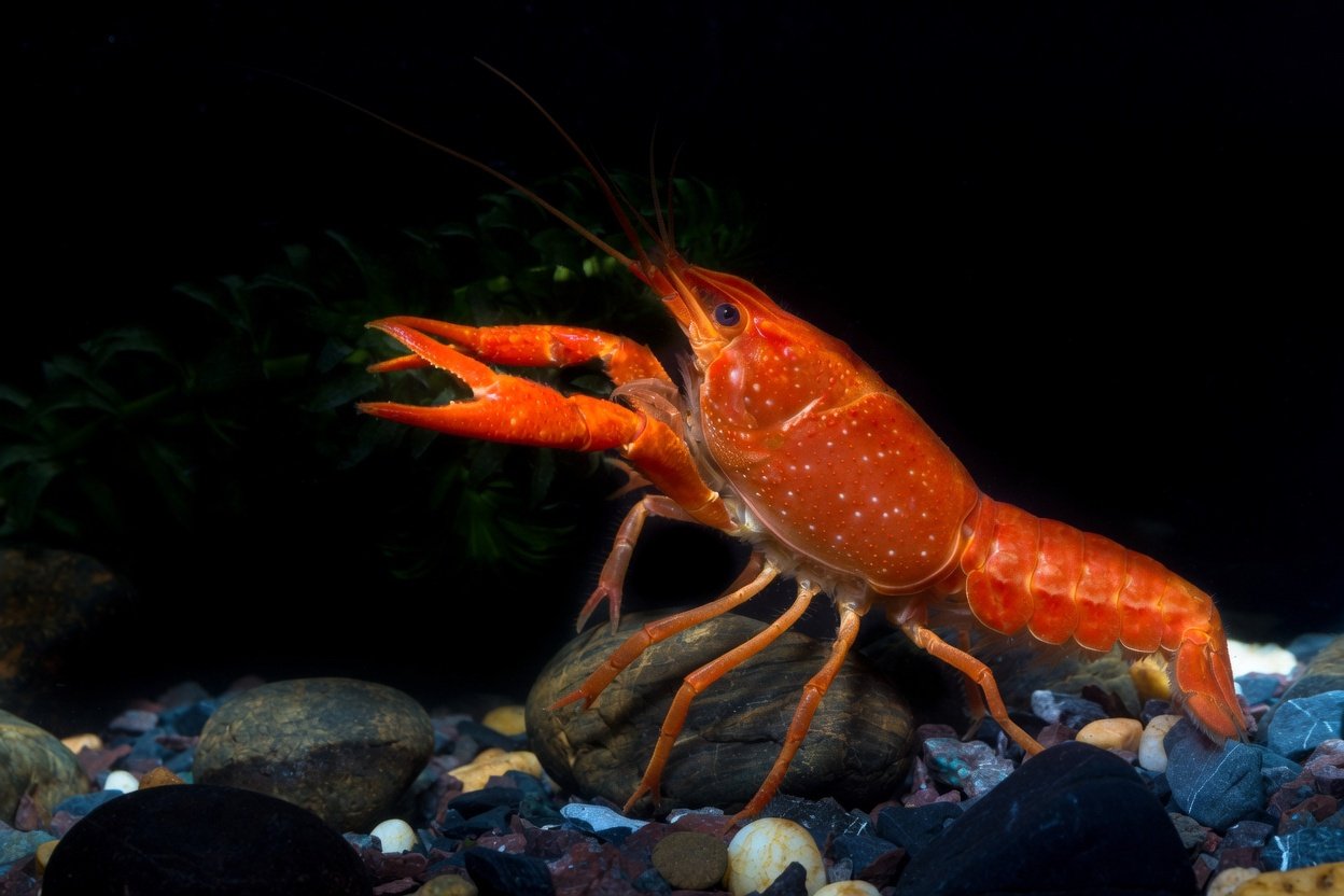 A bright red crayfish on aquarium gravel
