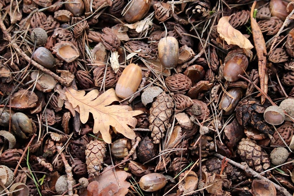 Forest floor covered in acorns, pinecones, and dried leaves.