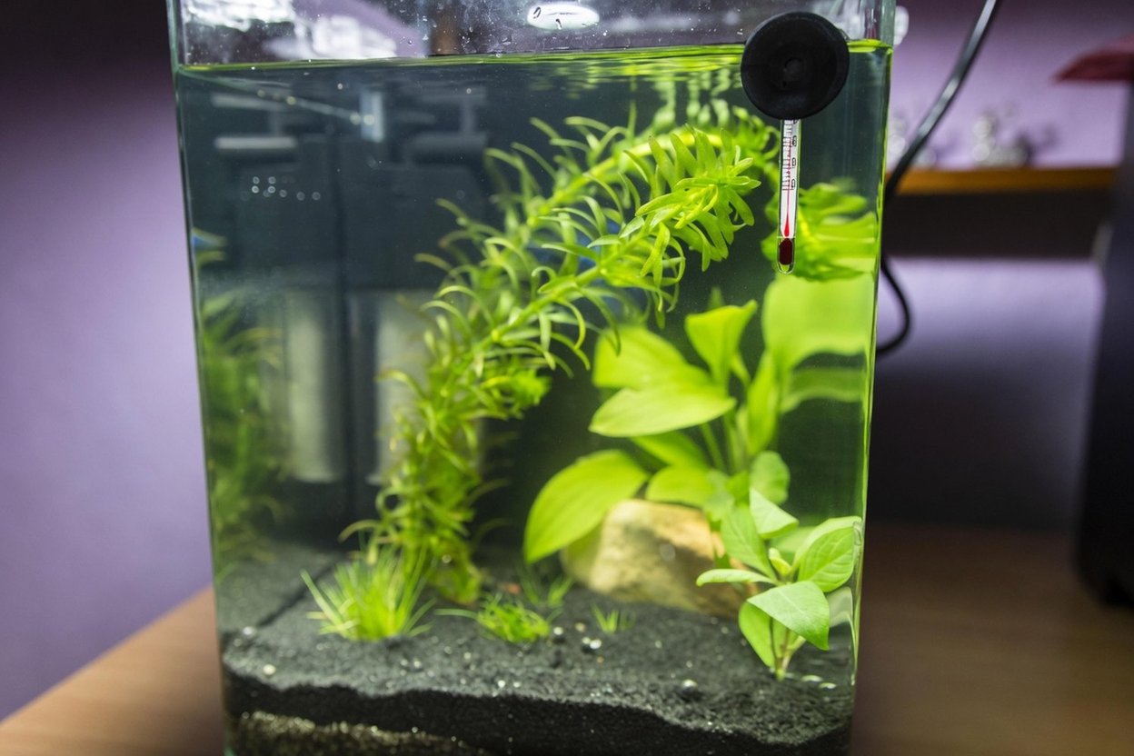 A small planted aquarium with a thermometer on the glass