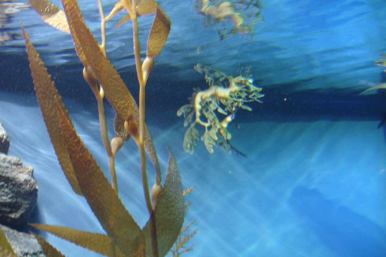 Underwater view of kelp and a dragonfish in clear blue water.