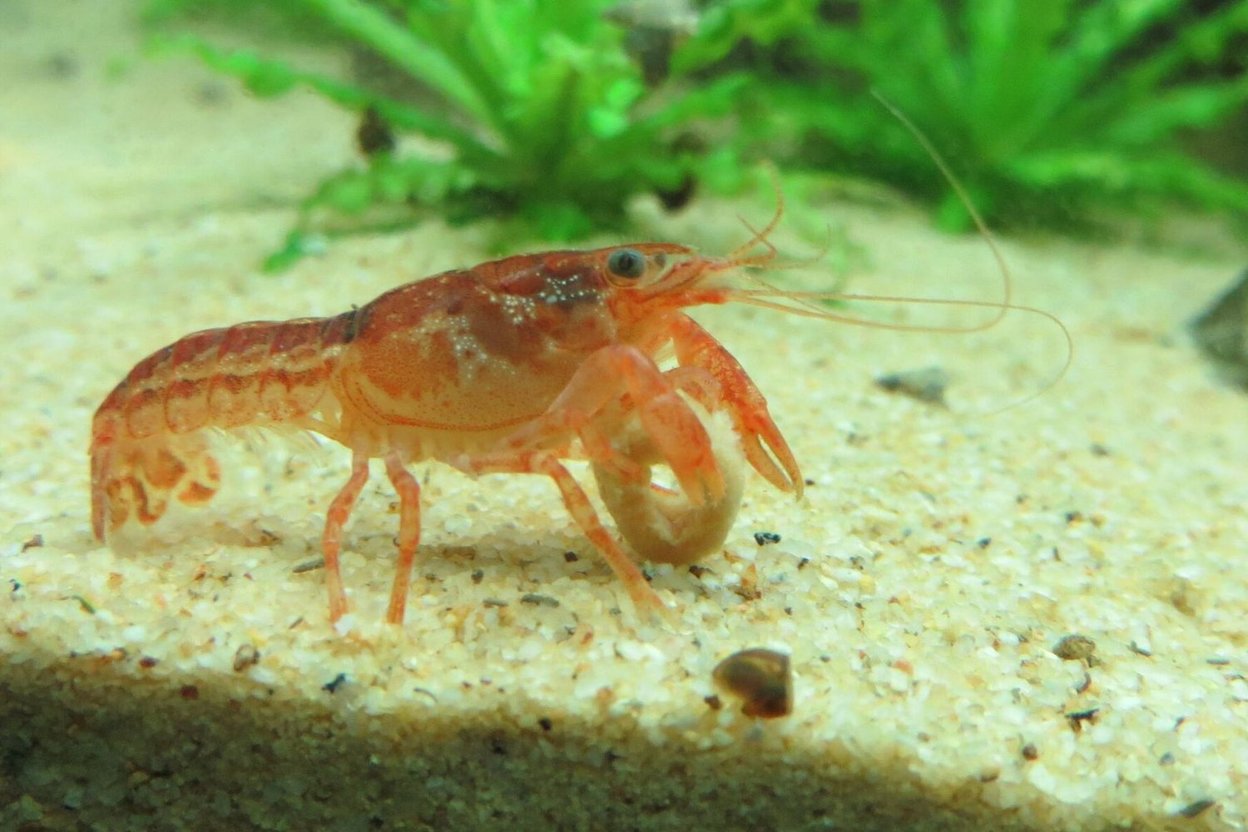 A male orange dwarf crayfish (CPO, Cambarellus patzcuarensis)