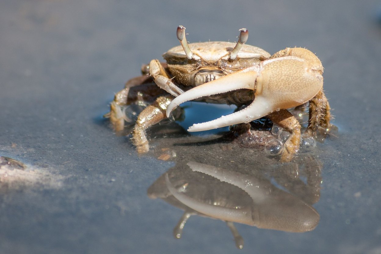 A male fiddler crab with one large pale claw on wet sand