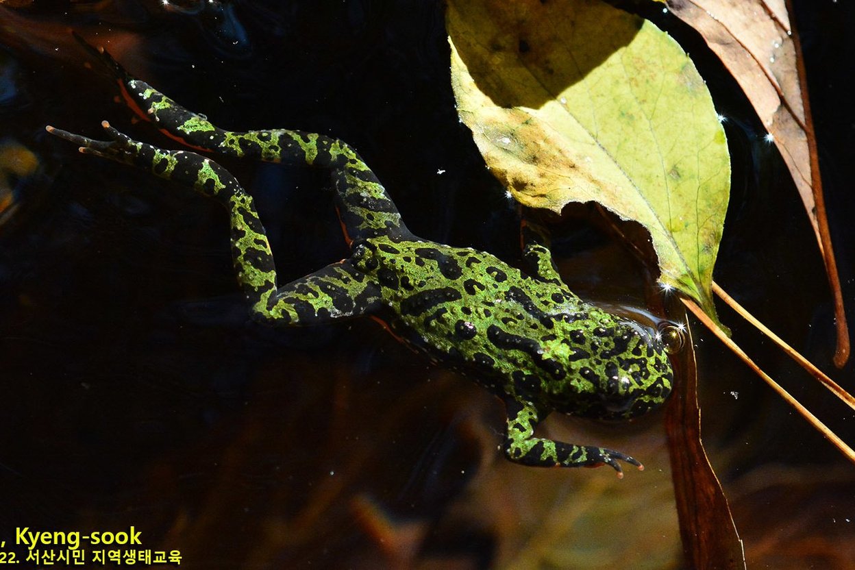 An Oriental fire-bellied toad, green and black on top