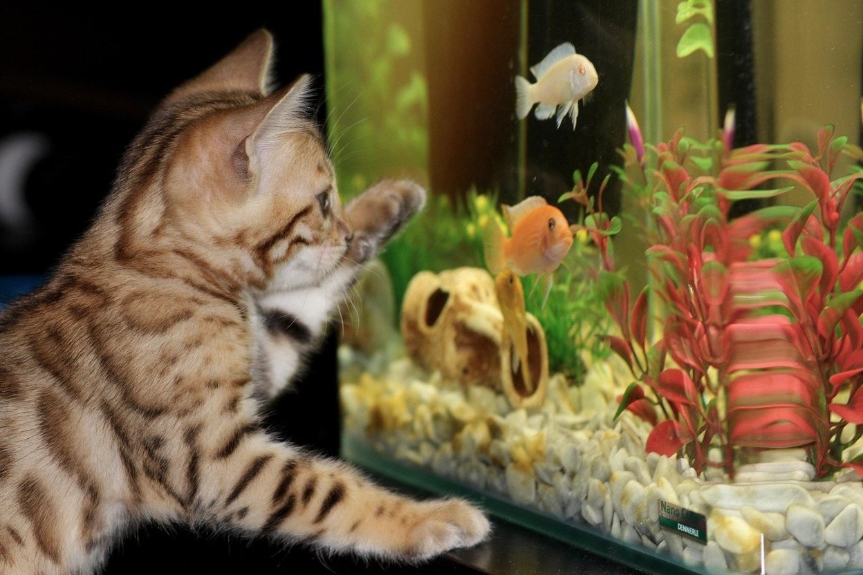 Bengal kitten watching fish in aquarium with colorful plants and rocks.