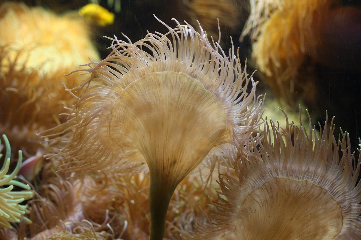 Close-up of delicate, feathery sea anemones in warm, golden hues underwater.