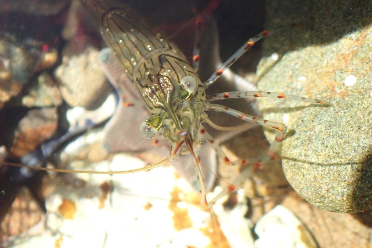 A translucent glass shrimp resting on gravel and stone