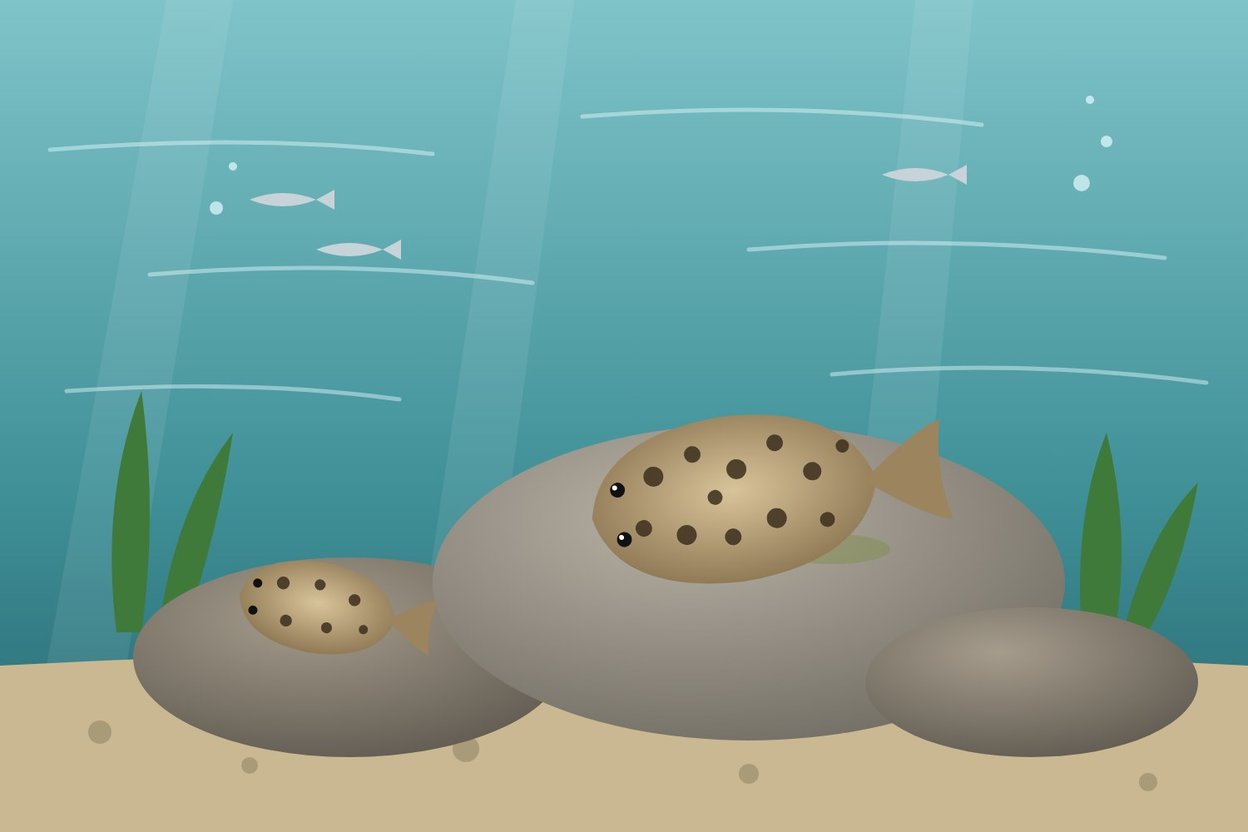 Illustration of a flat, spotted hillstream loach clinging to a smooth river rock in fast-moving water
