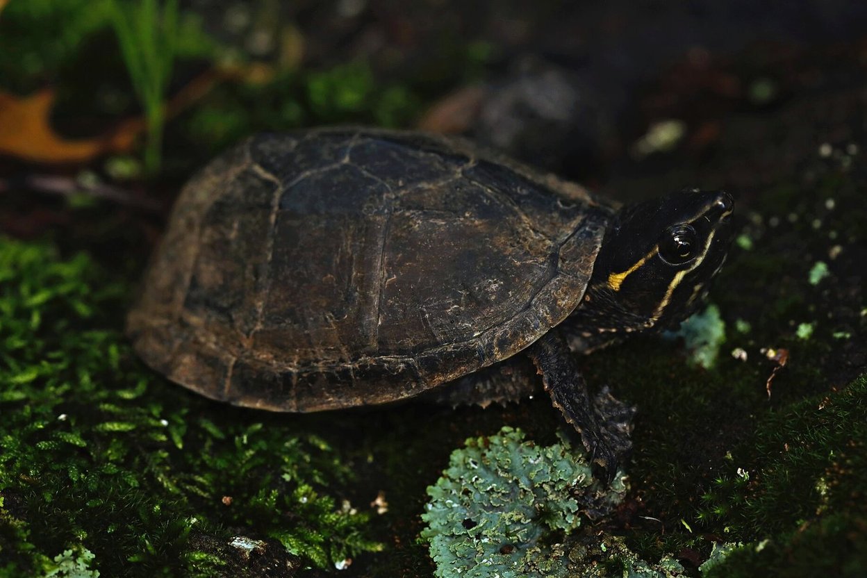 A common musk turtle with yellow stripes on its head resting on moss