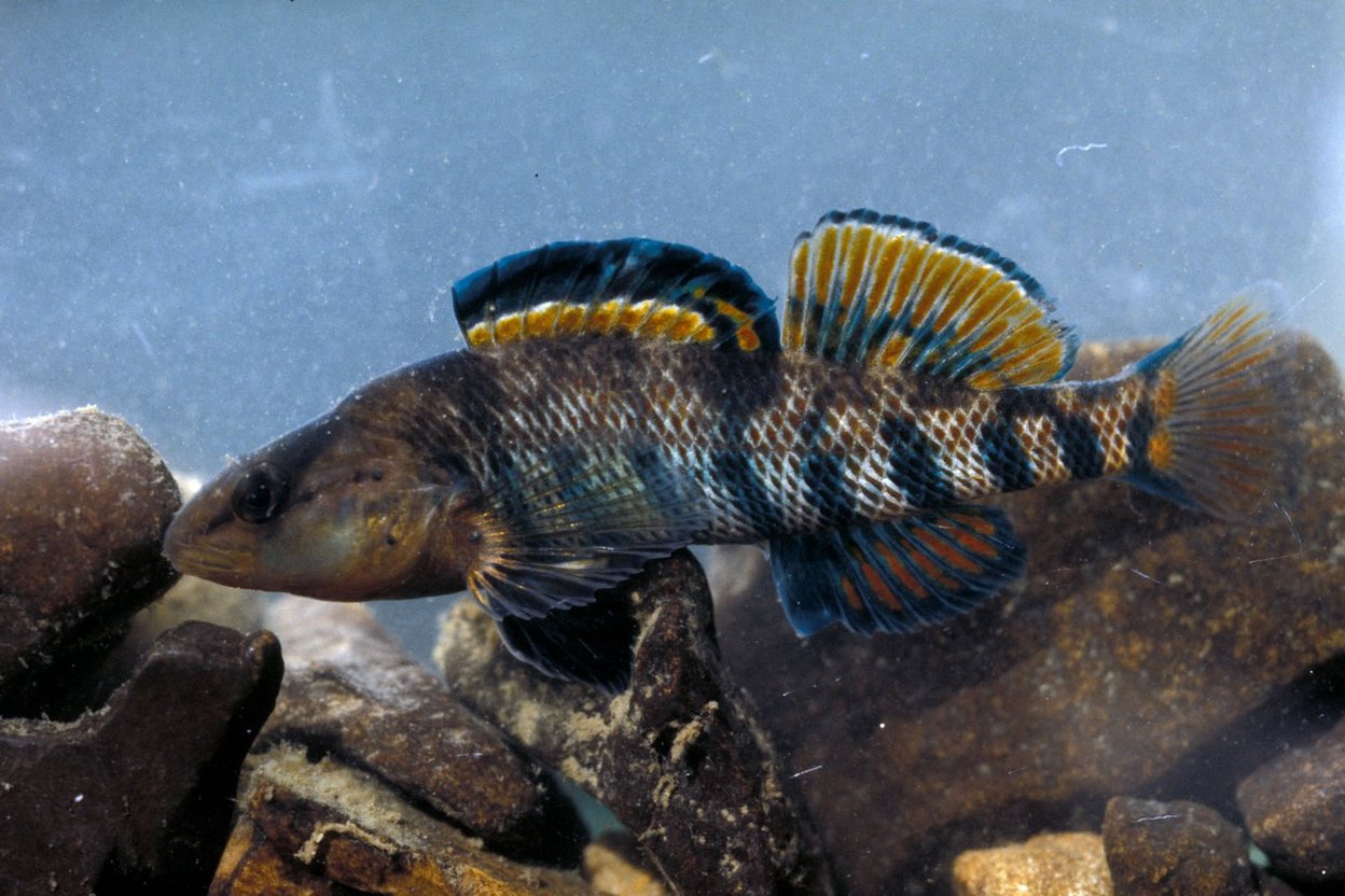 A male rainbow darter with blue and orange colors resting on stream gravel