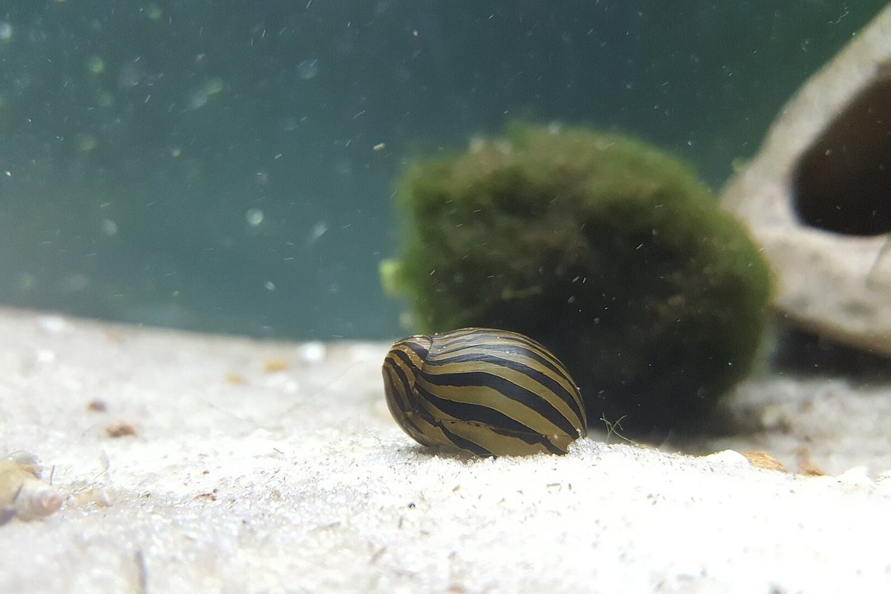 A zebra nerite snail on the sand of an aquarium