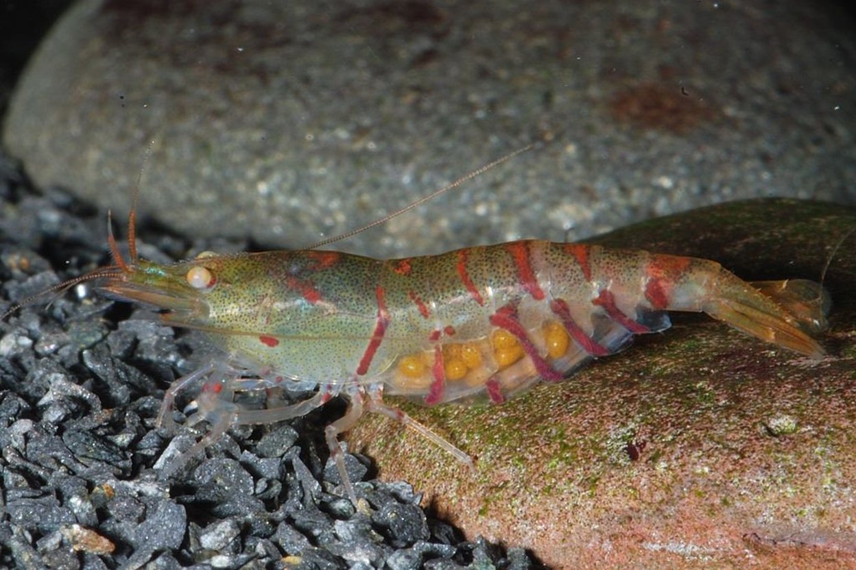 An orange-eye tiger shrimp with red stripes and eggs on a rock.