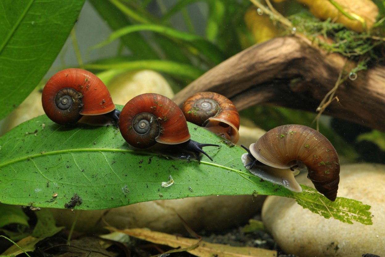A red ramshorn snail with a coiled flat shell crawling on an aquarium plant leaf