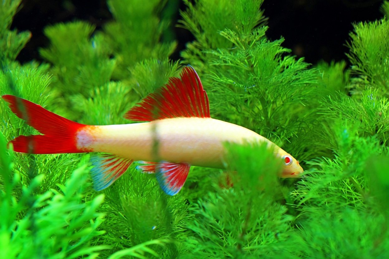 A fish swimming among green aquatic plants