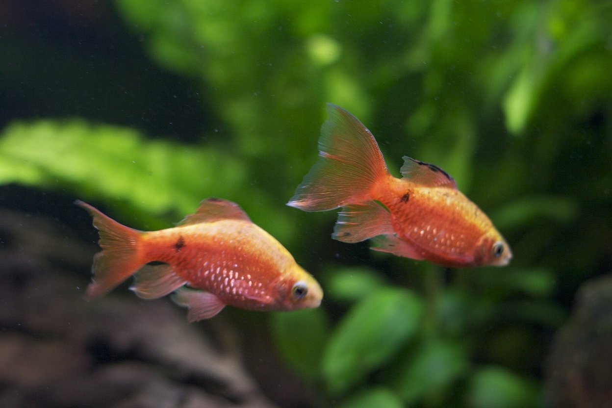 A school of rosy barbs with bright red-pink males and gold females swimming over river pebbles in a planted aquarium