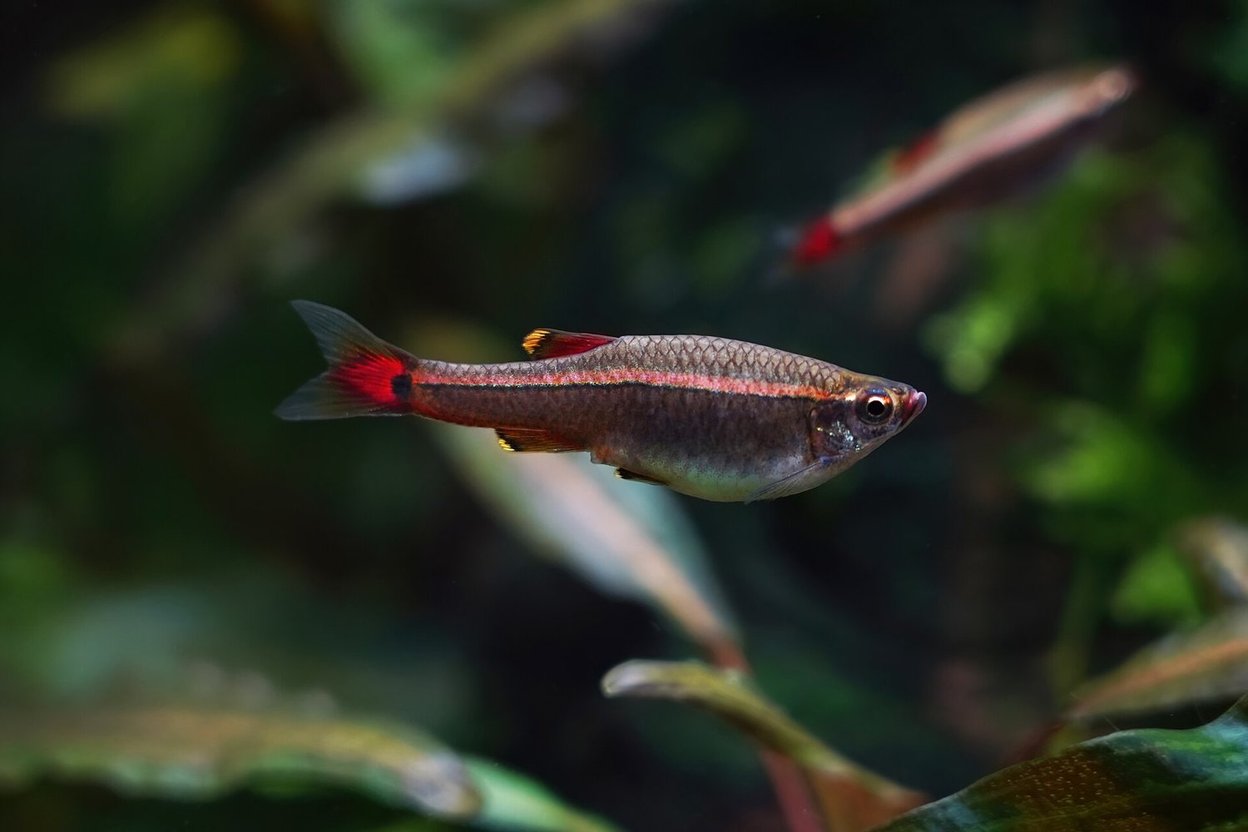 A White Cloud Mountain minnow swimming in an aquarium