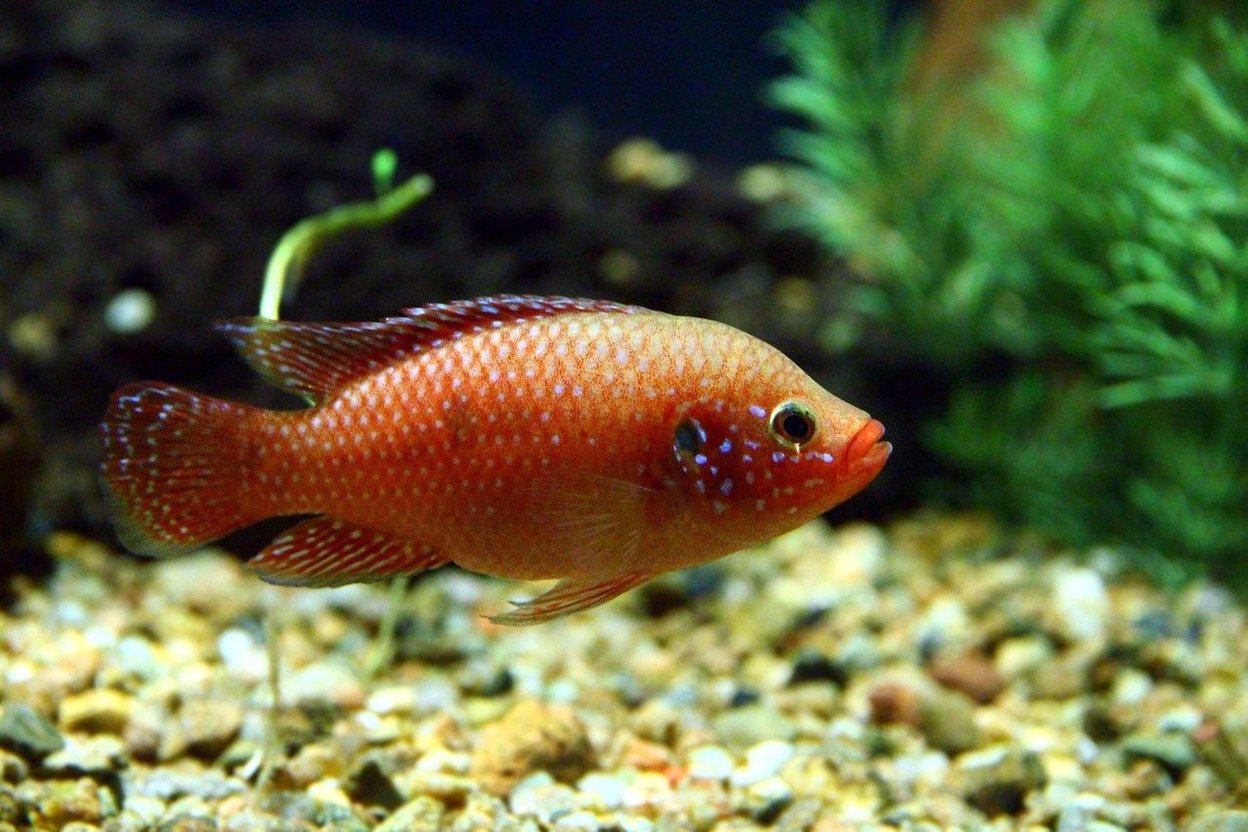 A red jewel cichlid over aquarium gravel