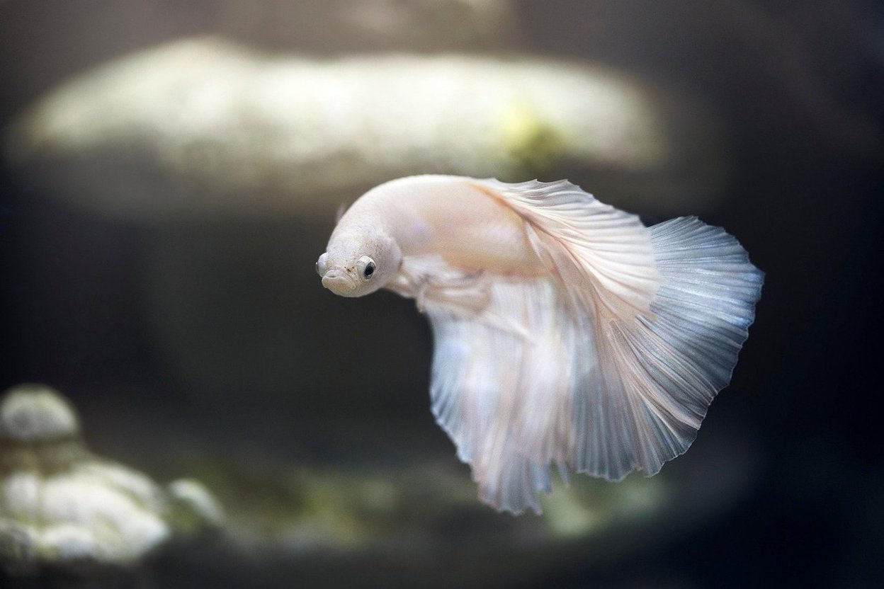A graceful white betta fish with flowing fins swimming in water.