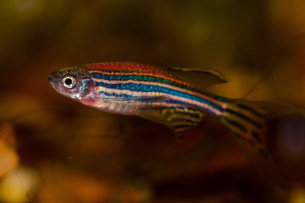 A zebra danio with blue and gold stripes swimming in an aquarium