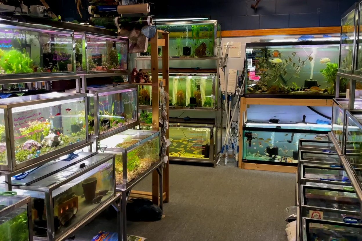 Rows of aquariums display vibrant freshwater fish and lush aquatic plants.